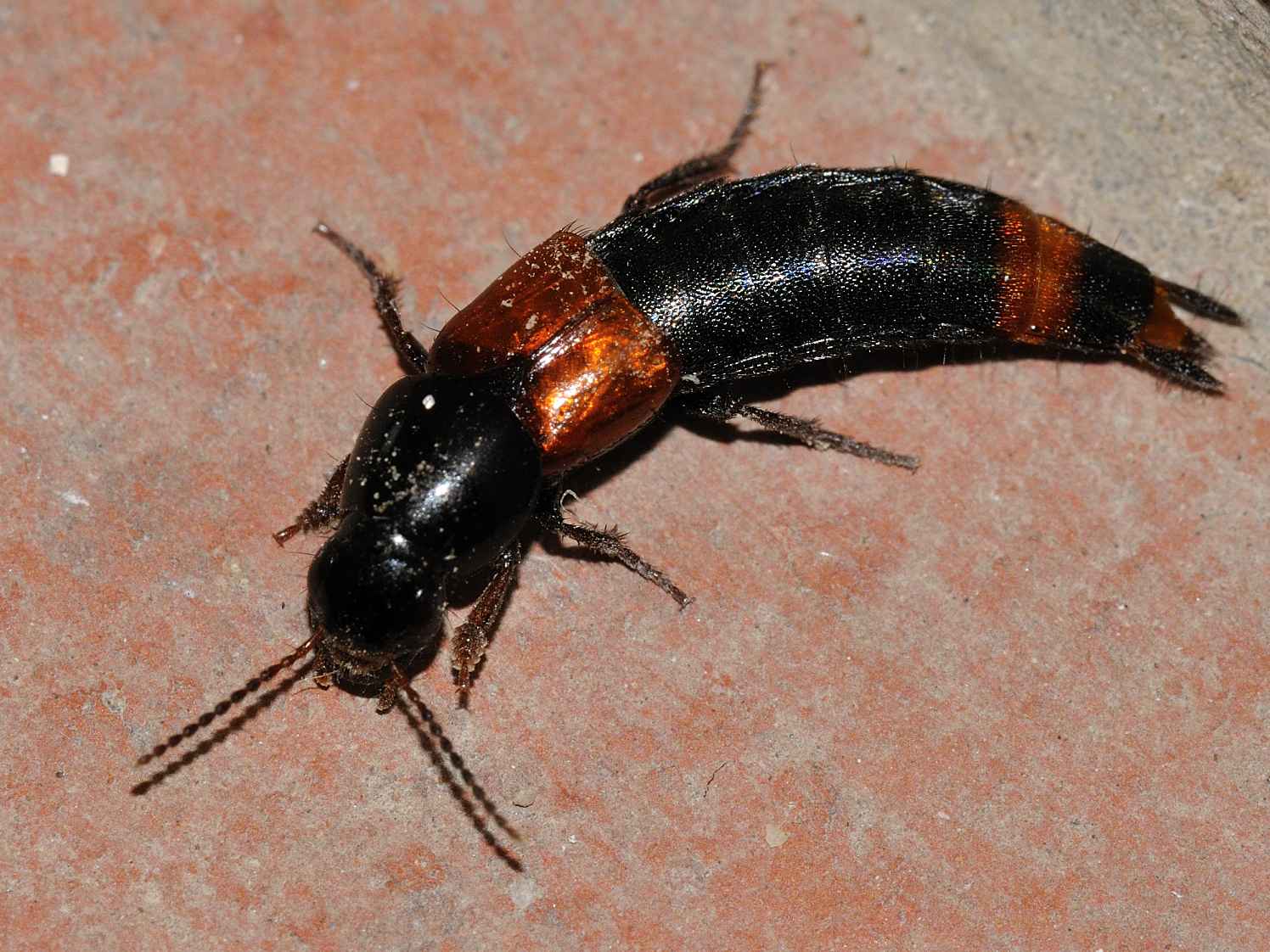 ID Staphylinidae: Astrapaeus ulmi